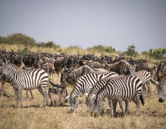 The Great Wildebeest Migration.