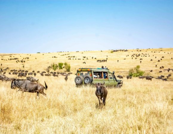 Maasai Mara Vs Serengeti National Parks.