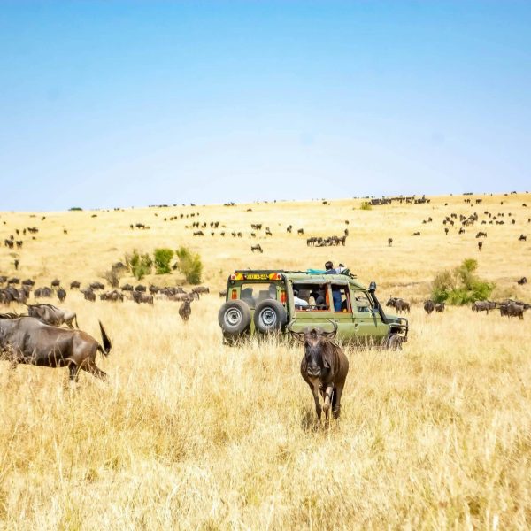 Maasai Mara Vs Serengeti National Parks.