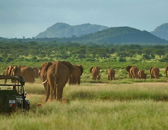 Kenya Luxury Lodge Safari (8 Days 7 Nights)