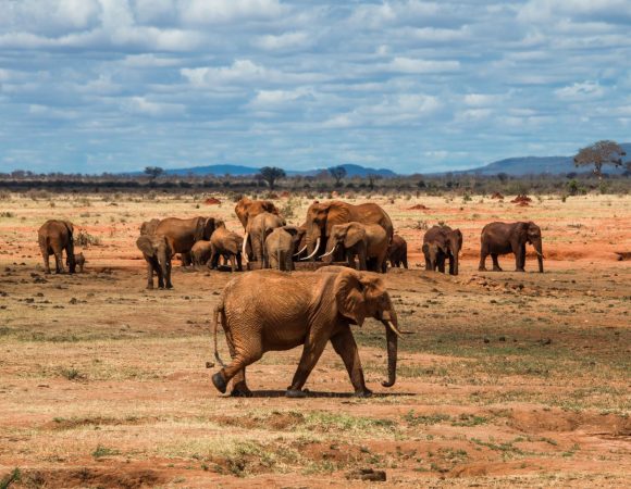 The Ultimate Guide to Planning a Safari in Kenya