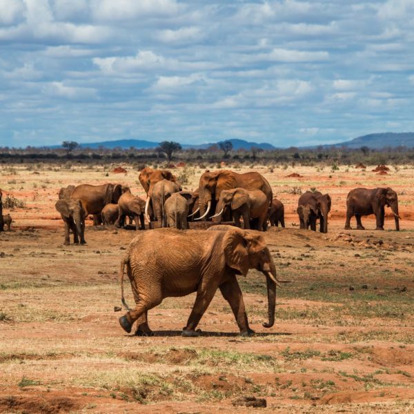 The Ultimate Guide to Planning a Safari in Kenya