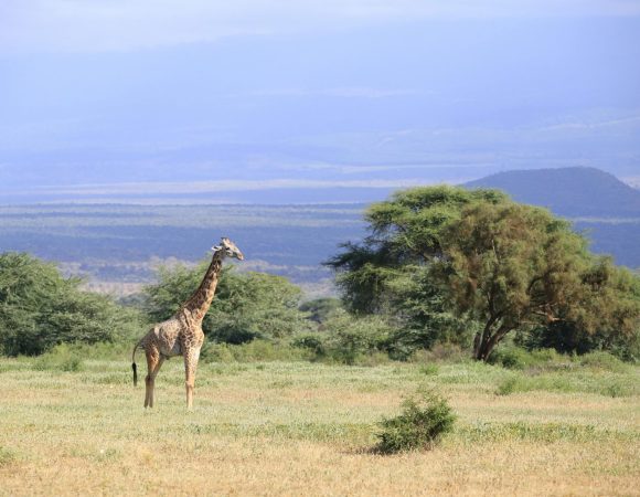 Ol Pejeta