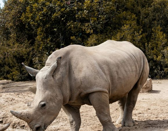 2-DAY OL PEJETA WILDLIFE CONSERVANCY