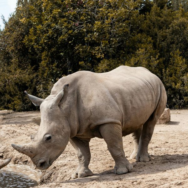 2-DAY OL PEJETA WILDLIFE CONSERVANCY