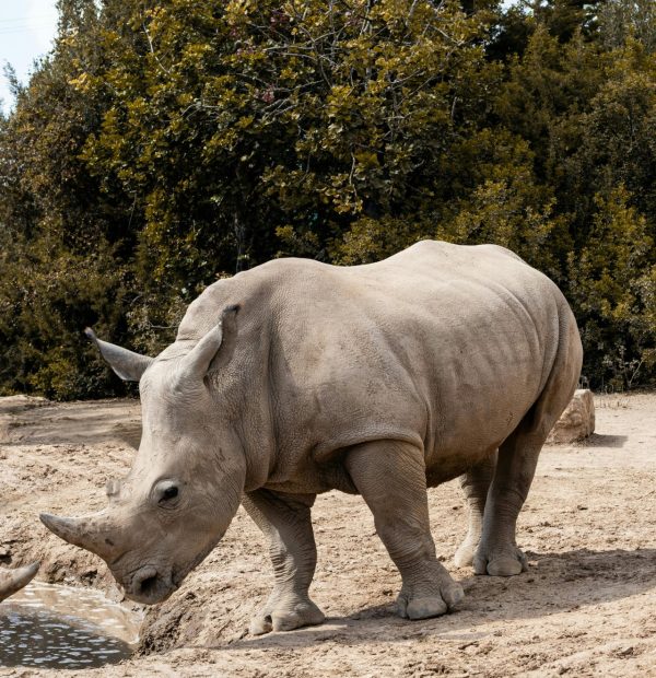 2-DAY OL PEJETA WILDLIFE CONSERVANCY